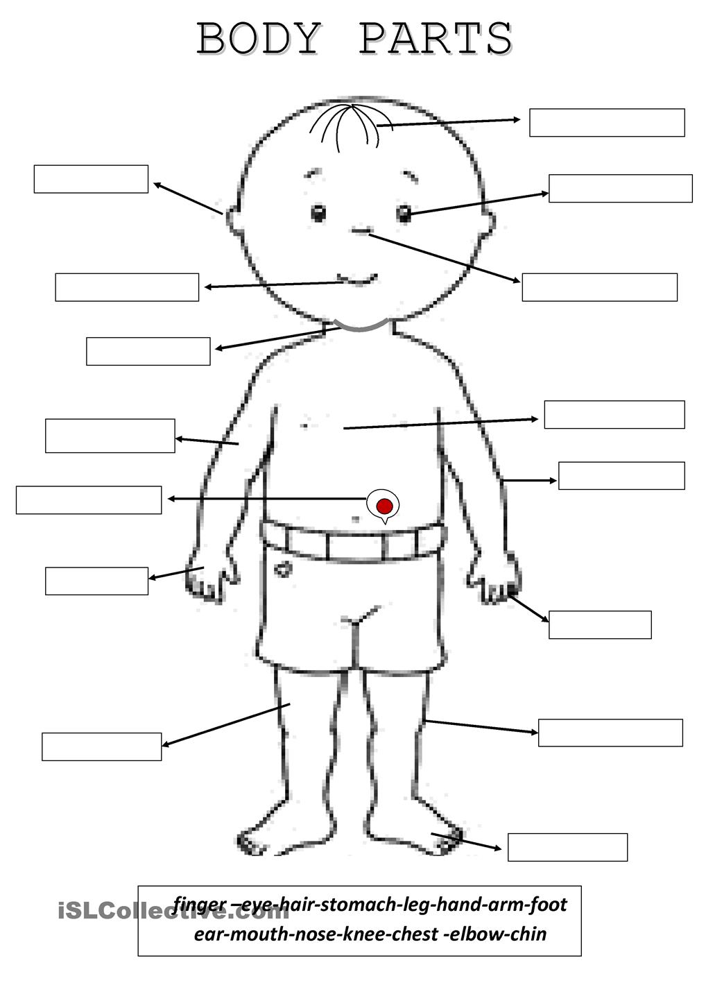 Body Parts French Worksheet   Kids Coloring