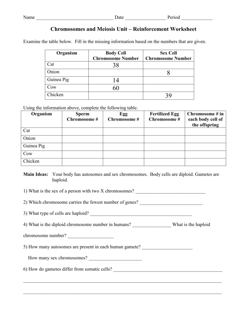 Chromosomes And Meiosis Unit Reinforcement Worksheets Answer Key