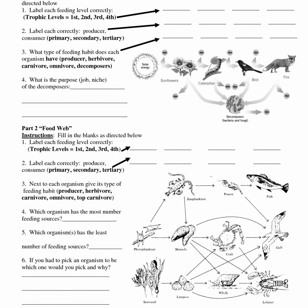 Food Chains And Food Webs Worksheet Answers