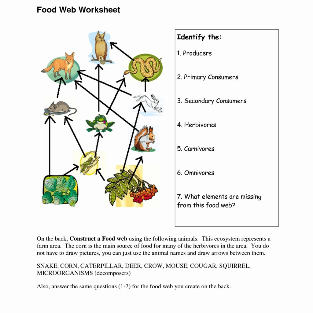 Food Chains And Webs Worksheet Answers Biointeractive