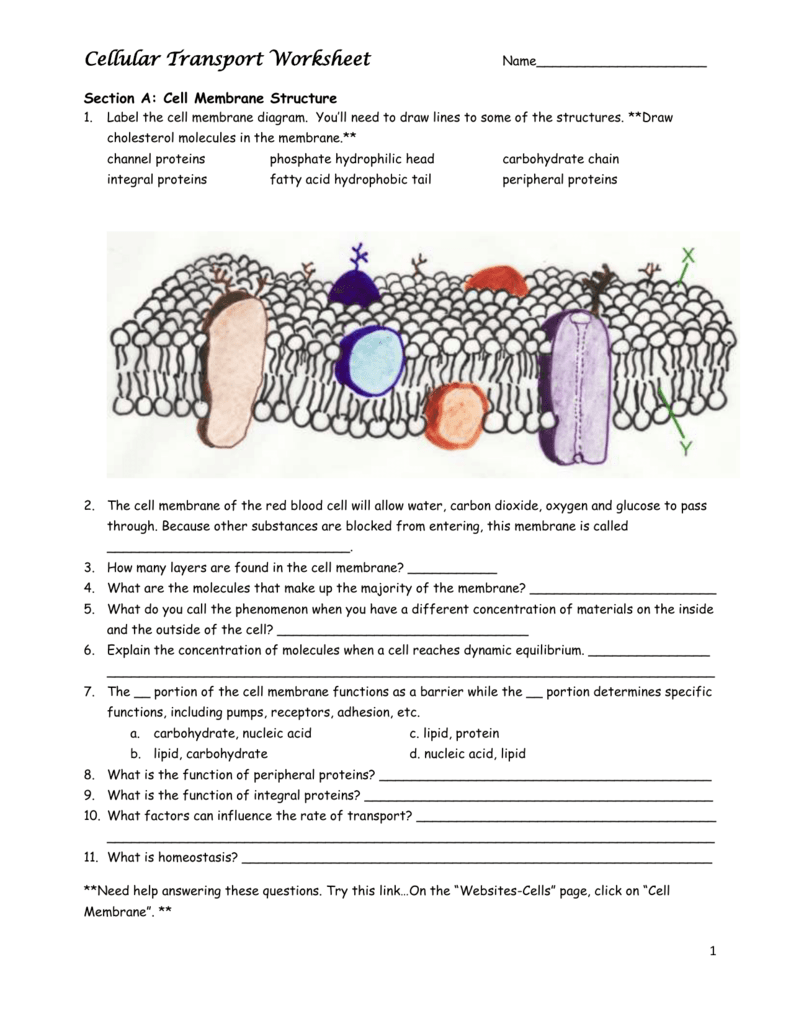 cell-transport-worksheet-answer-key