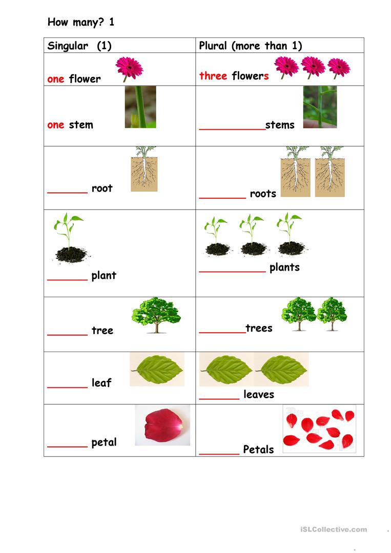 Plants Singular Plural Worksheet
