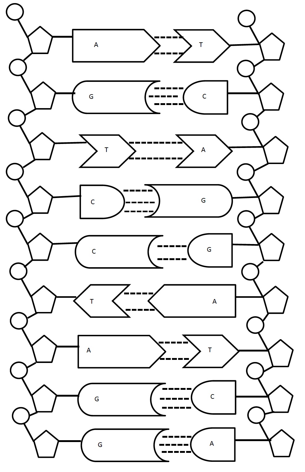 nucleotides-dna-model-cut-out-worksheet-sketch-coloring-page