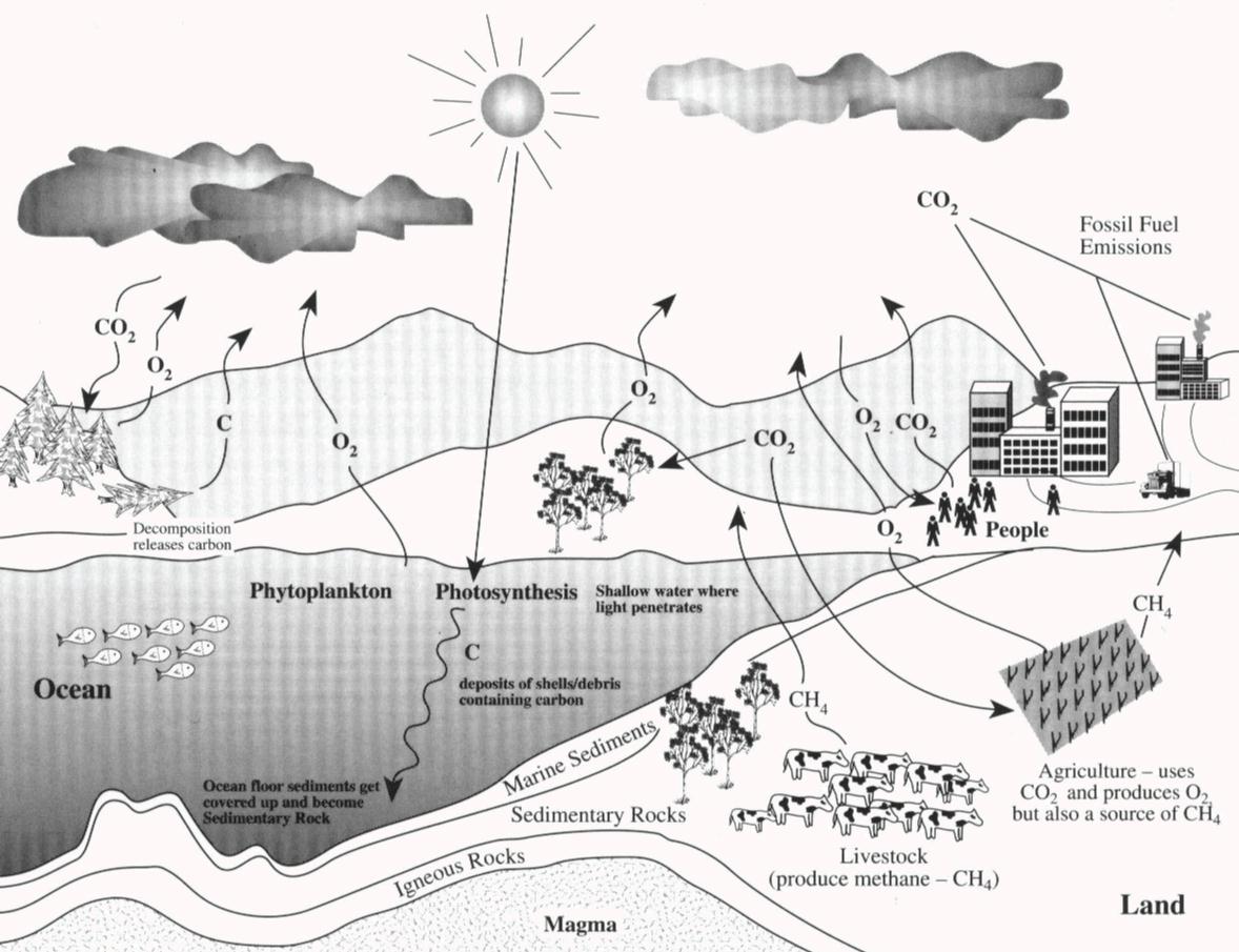 The Carbon Cycle  An Update