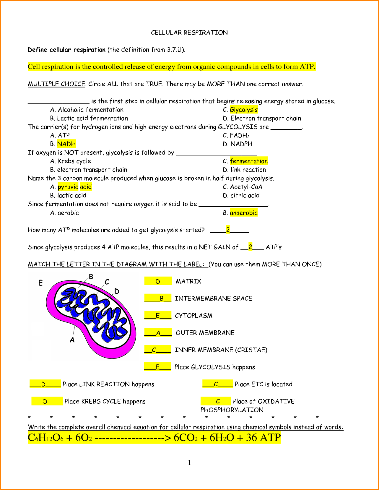 cellular-respiration-worksheet-key