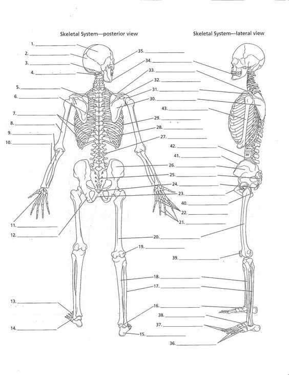 Image Result For Anatomy Labeling Worksheets