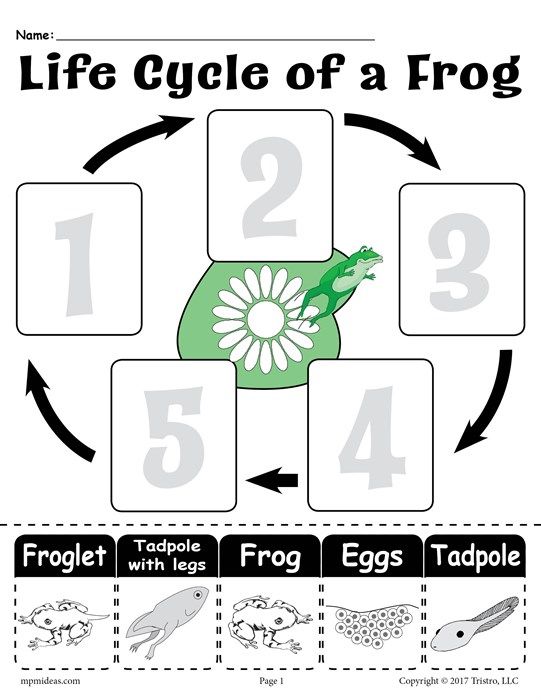 Image Result For Frog Life Cycle For Kids Printable Cut Out