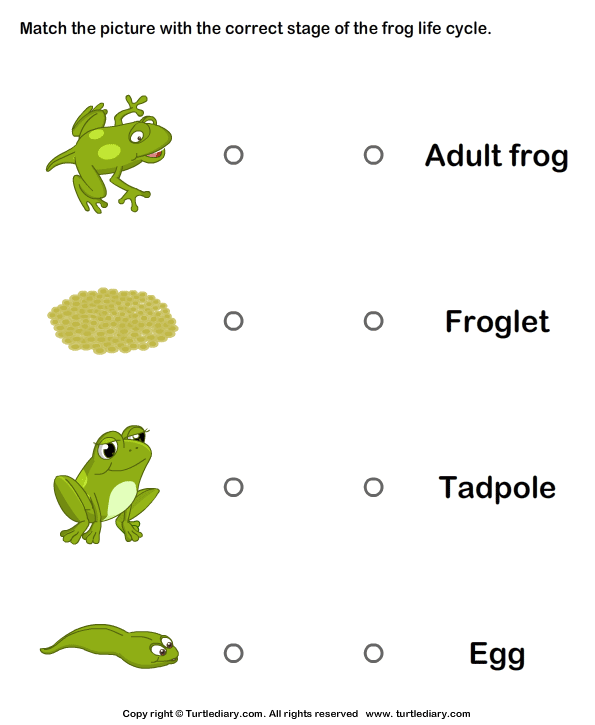 Life Cycle Of A Frog Pictures Worksheet