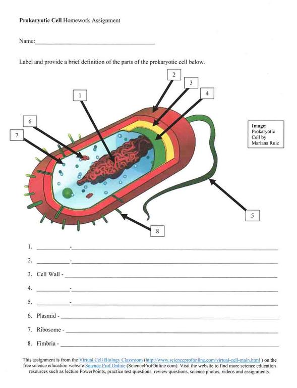 Prokaryotic Cell Diagram Worksheets