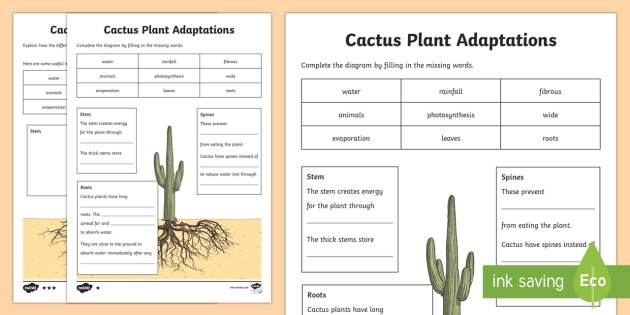 Cactus Plant Differentiated Worksheet   Worksheets