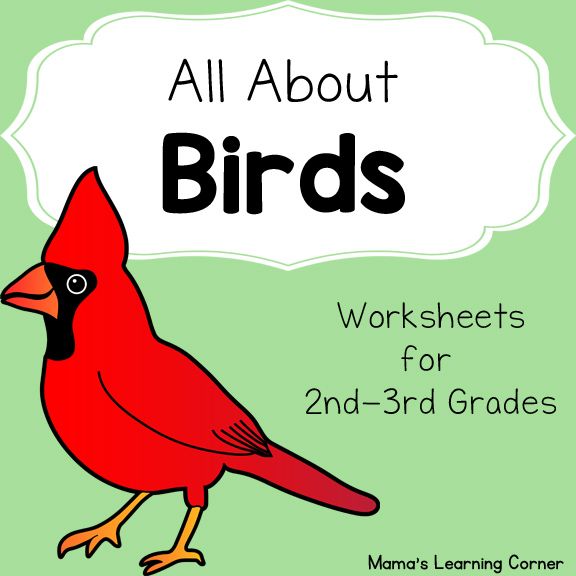 Birds Worksheet Packet For 1st