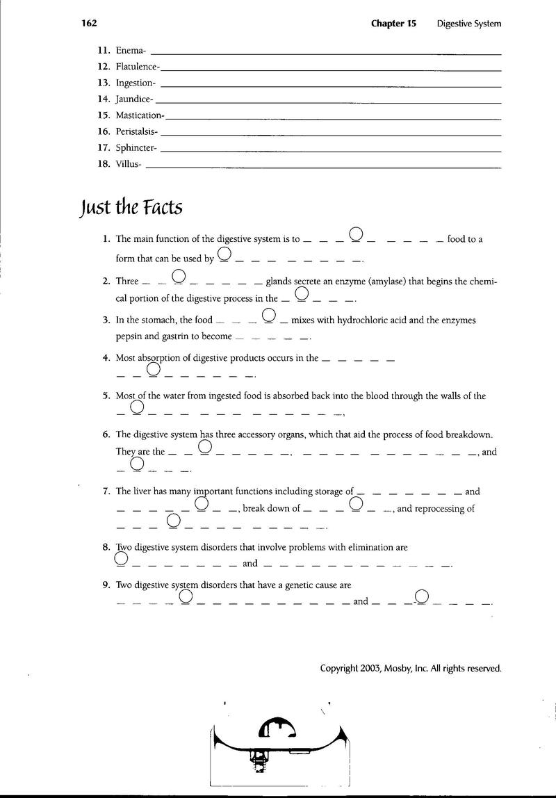 Digestive System Worksheets For High School Free Worksheets