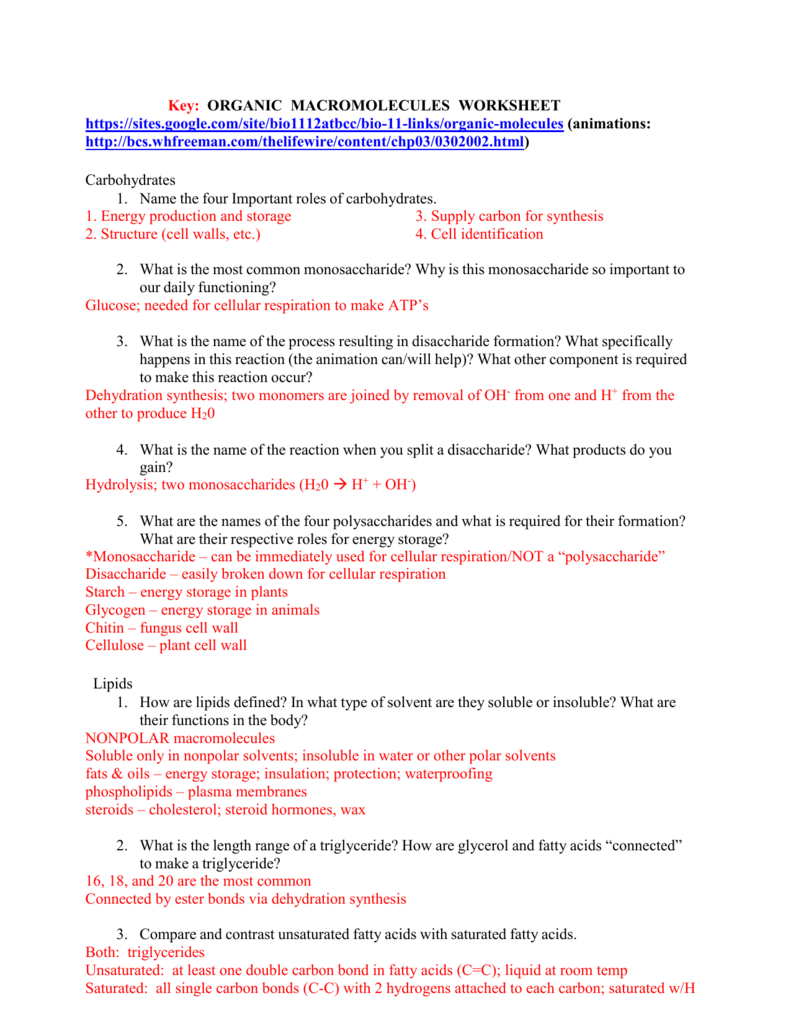 Key  Organic Macromolecules Worksheet