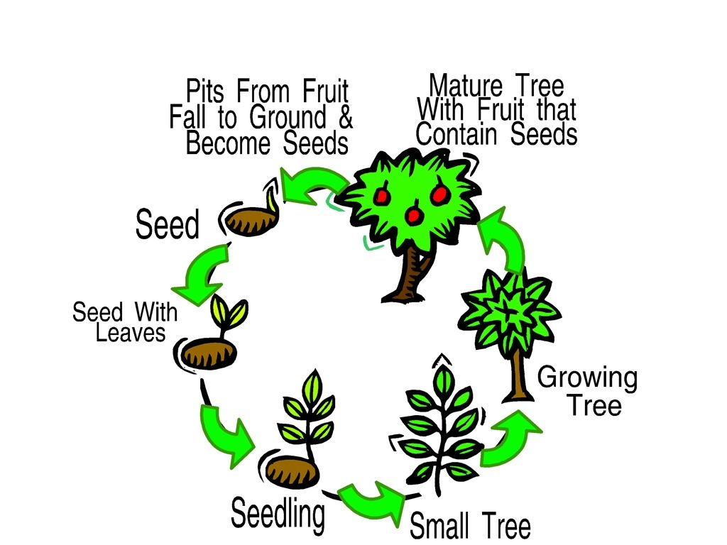 Life Cycle Of A Mature Tree