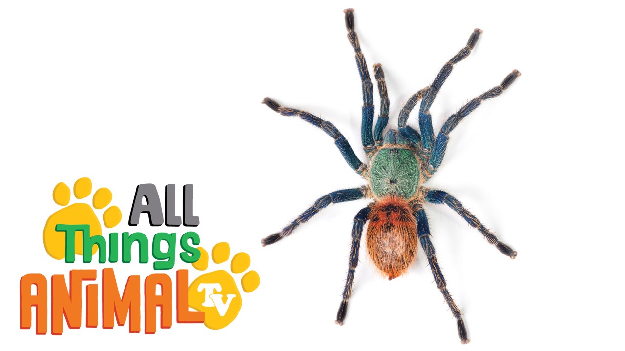 Spiders  Animals For Children  Kids Videos  Kindergarten