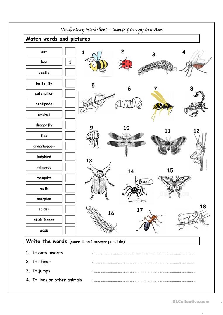 60 Free Esl Insects Worksheets