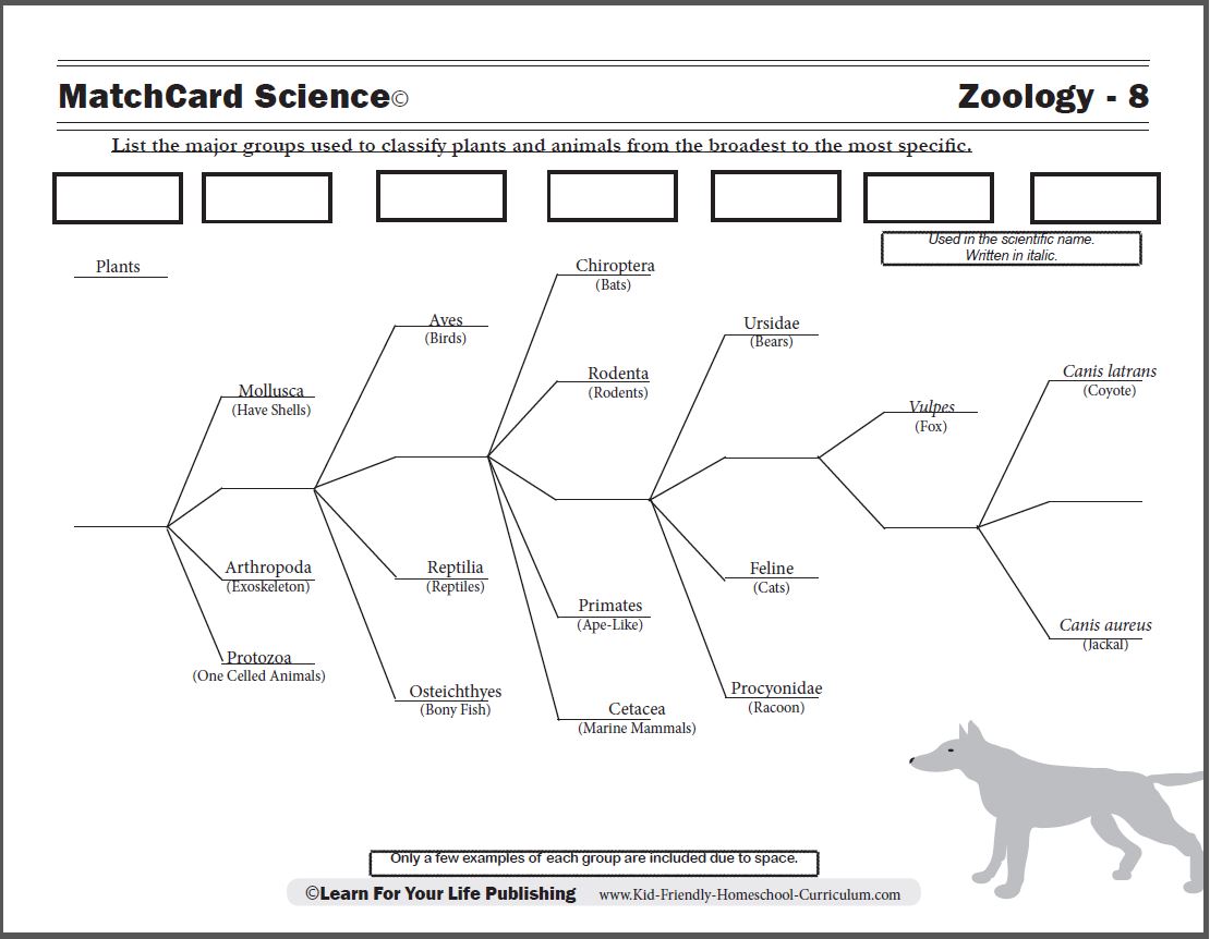 Animal Classification Worksheets Worksheets
