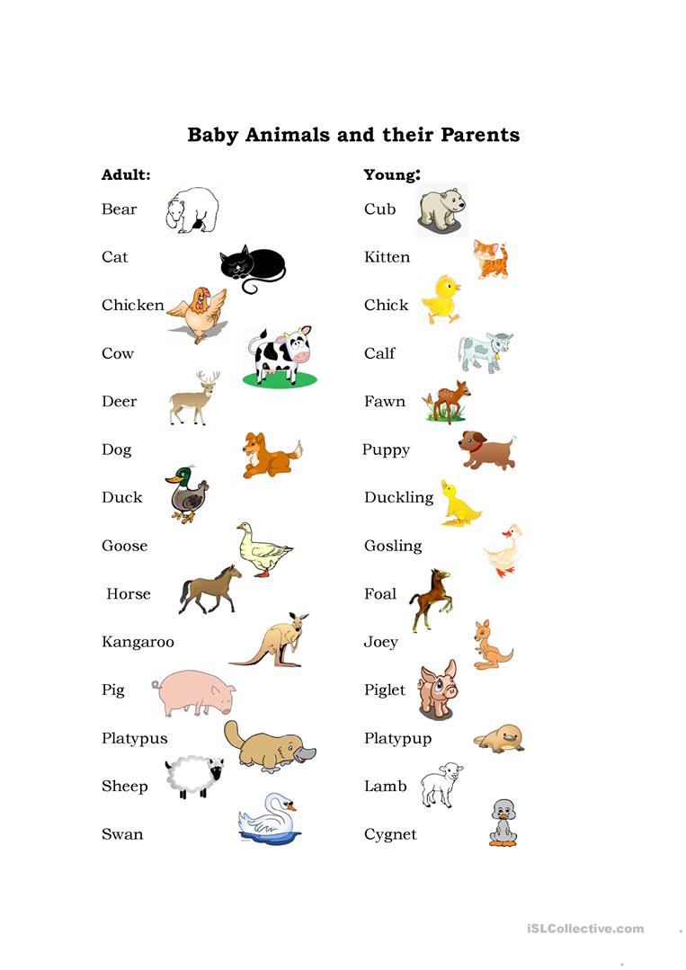 Baby Animals Worksheet