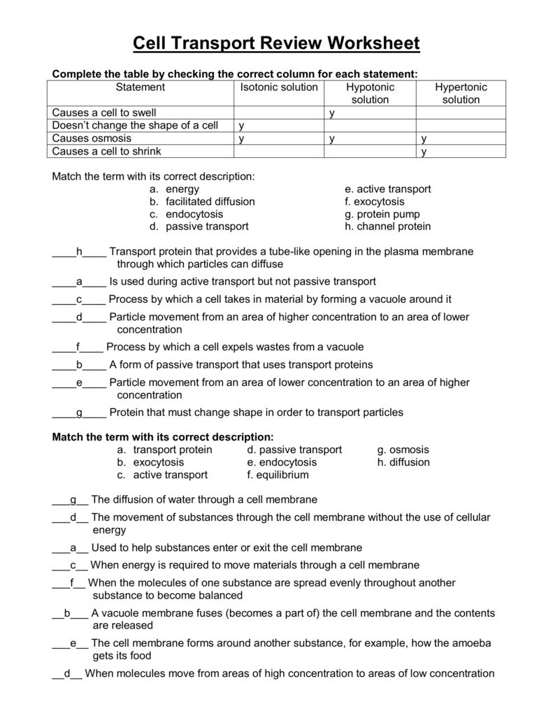 Cell Transport Review Answers