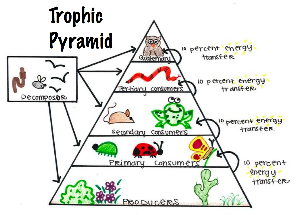 Food Chain Pyramid Worksheets Biology Diagrams