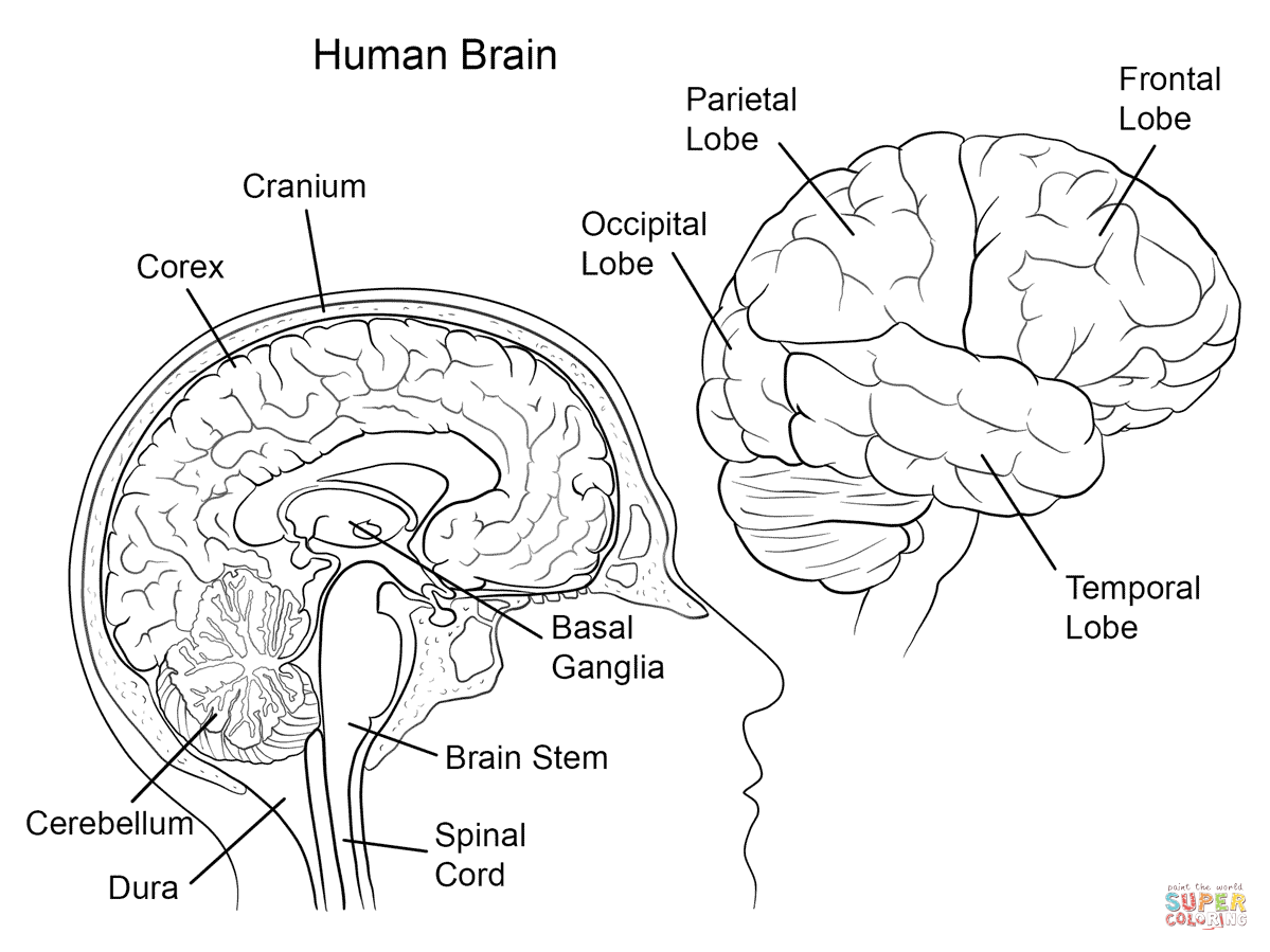 Human Brain Anatomy Coloring Page