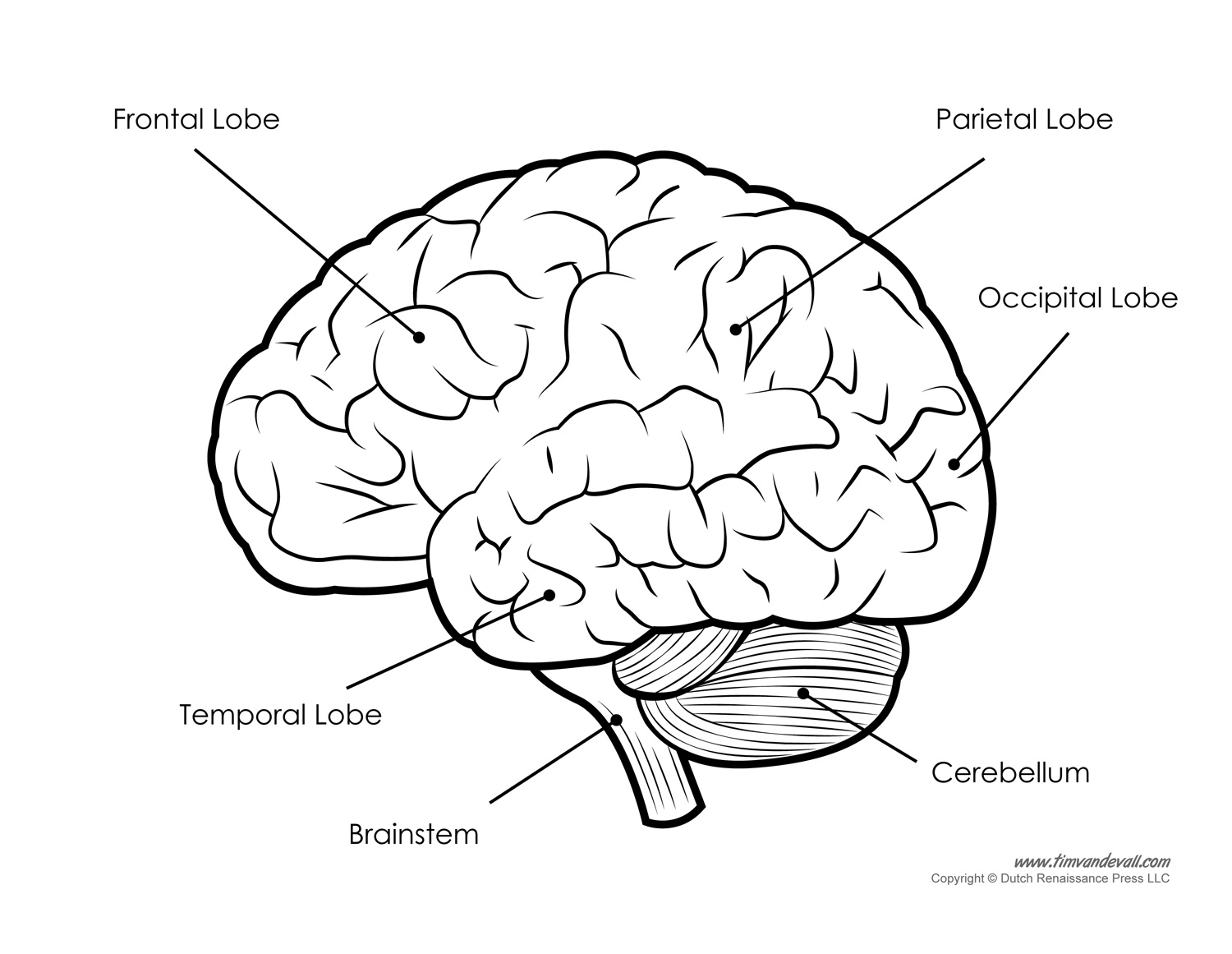 Human Brain Diagram