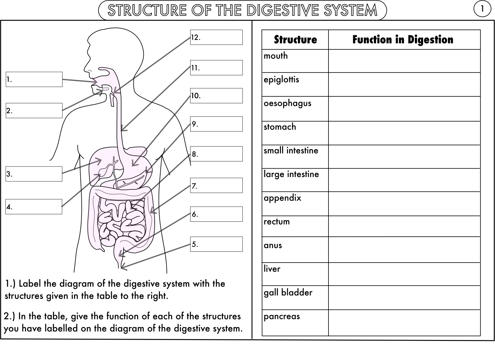 Label The Digestive System Worksheet Answers