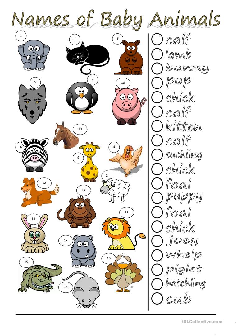 Names Of Baby Animals Worksheet