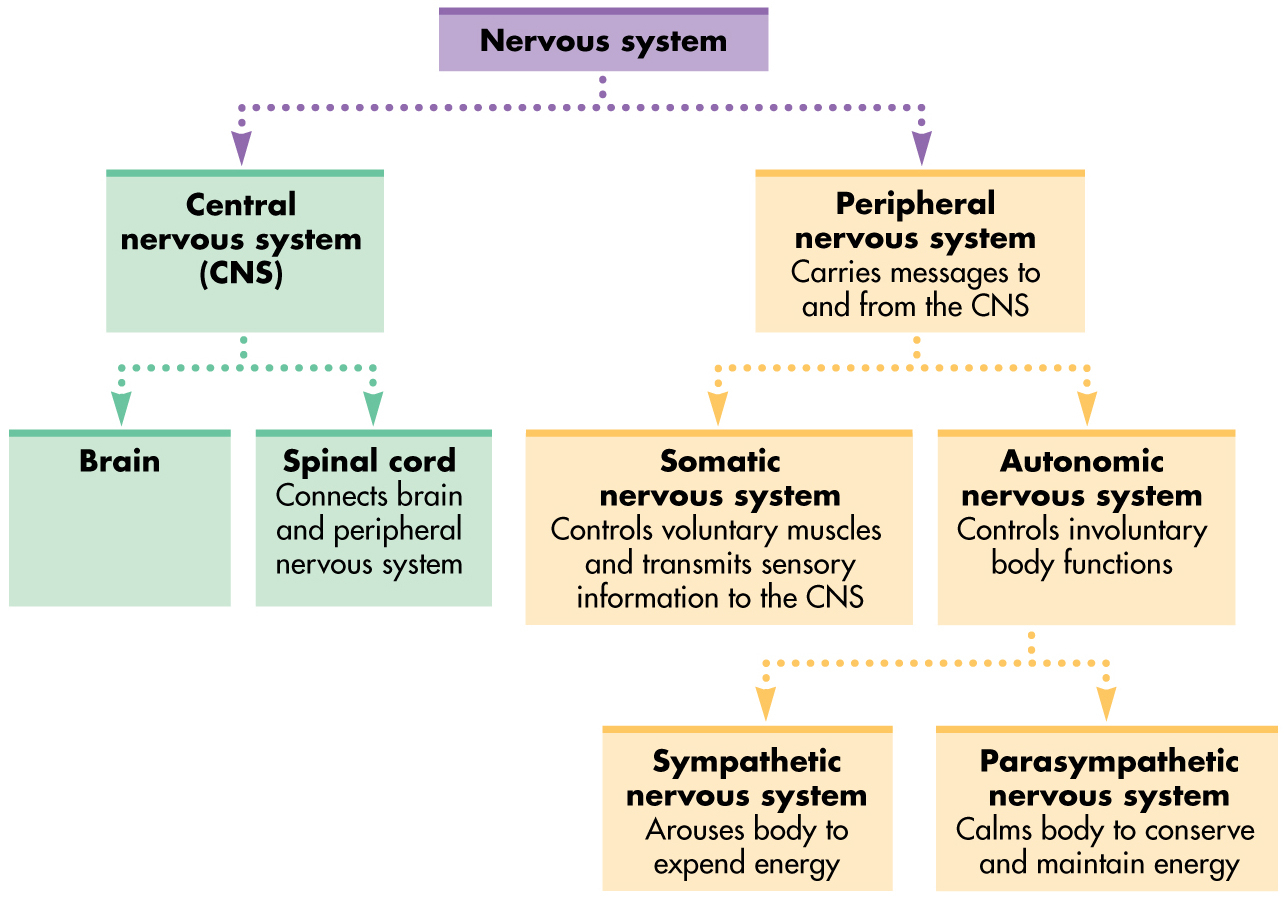 Nervous System Organization Answer Key Nervous System Organization