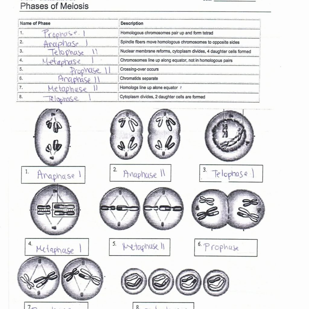 chromosome-worksheet-answer-key