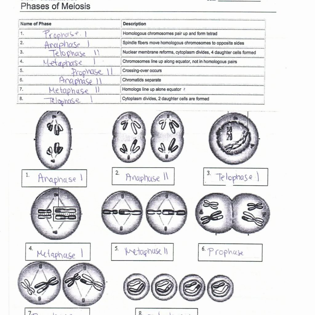  Meiosis Practice Worksheet Answer Key Free Download Gmbar co