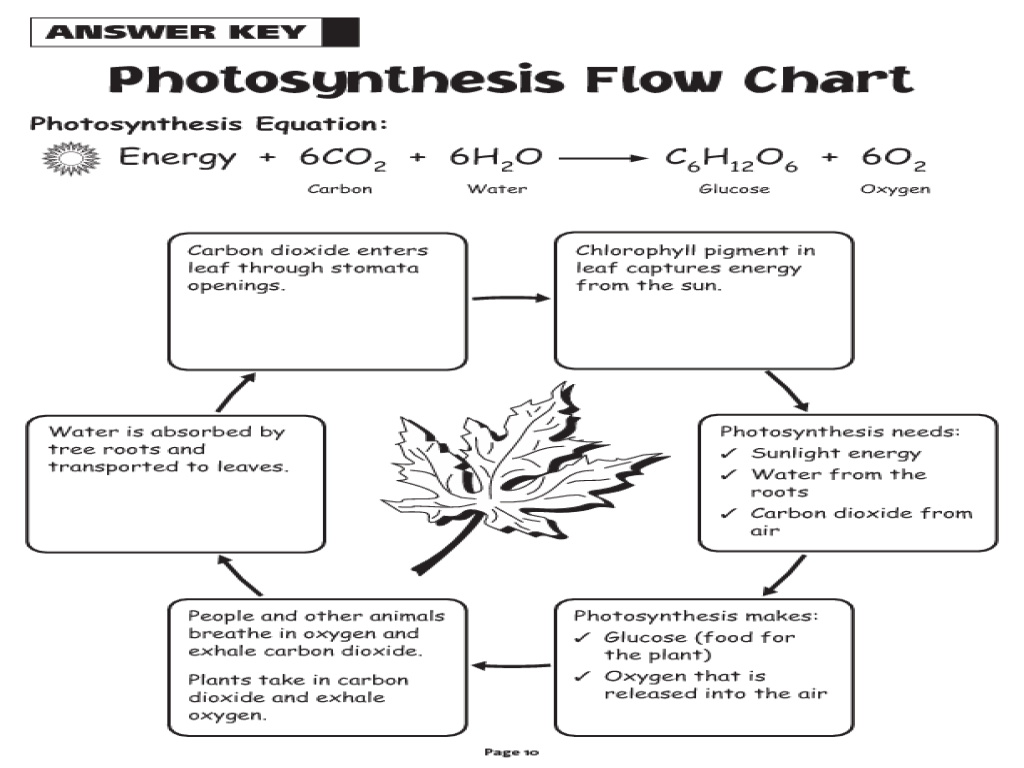 Photosynthesis Diagrams Worksheet Free Worksheets Library