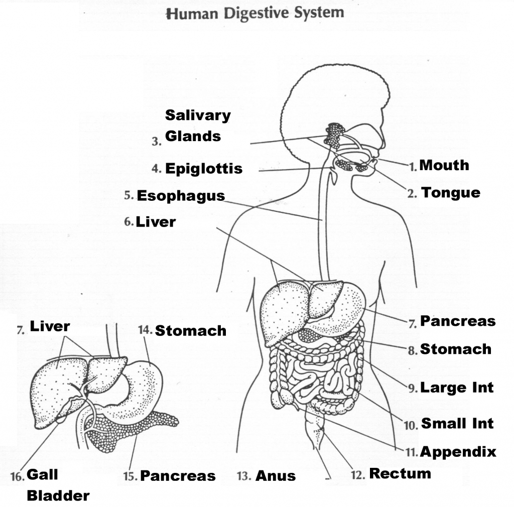 Worksheet  The Digestive System Worksheet  Recetasnaturista