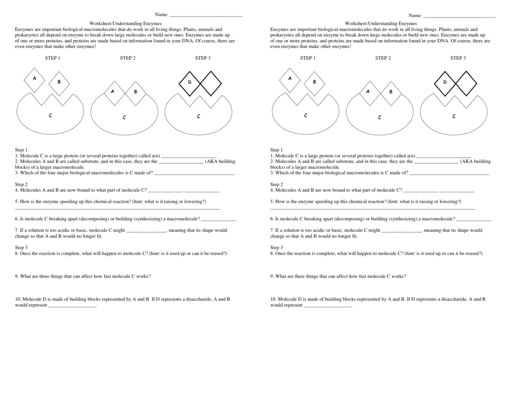 Worksheet Understanding Enzymes Enzymes Are Important