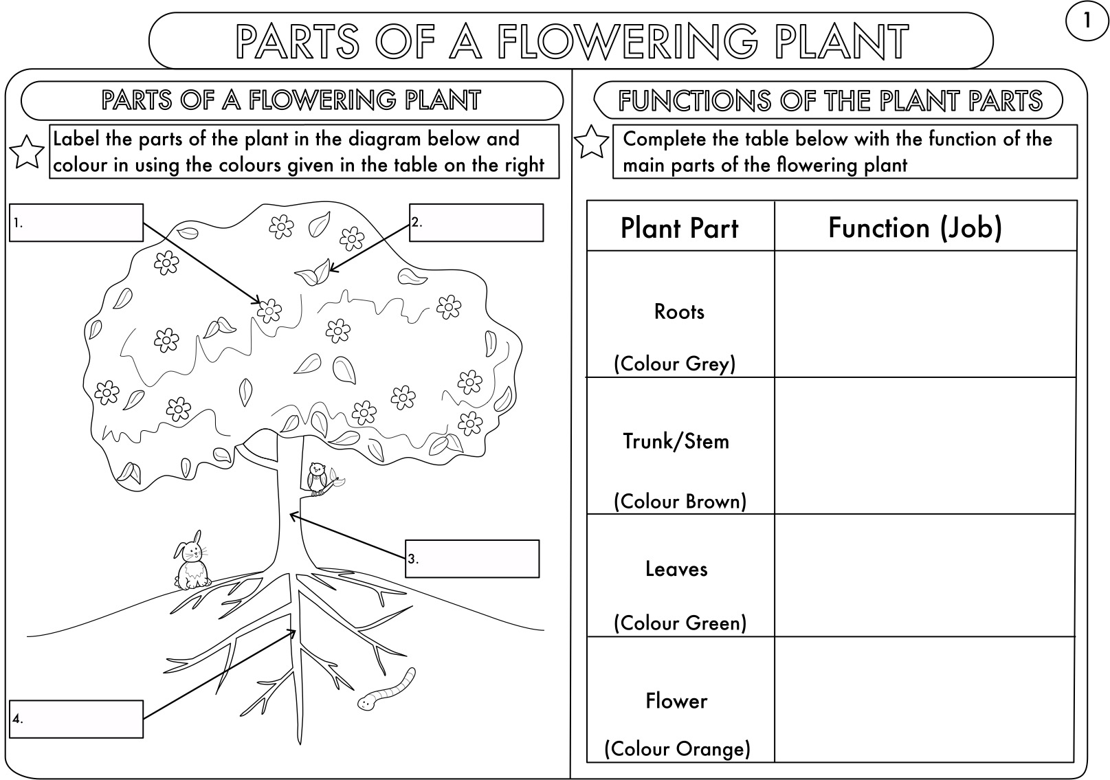 Year 3 Science  Plants Topic Worksheets By Beckystoke