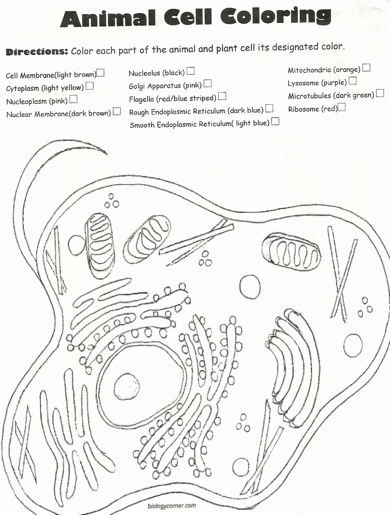Animal Cell Coloring Sheet Worksheets For All
