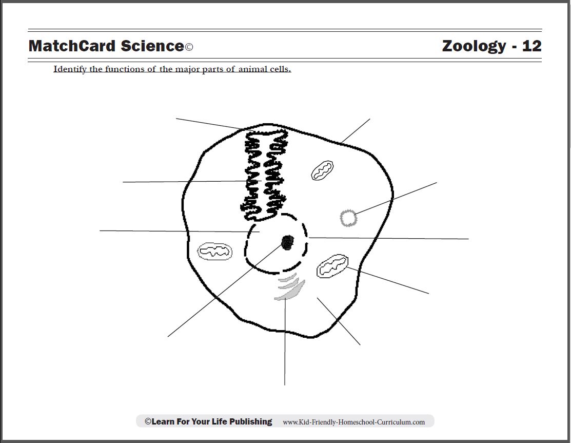 Animal Cell Diagram