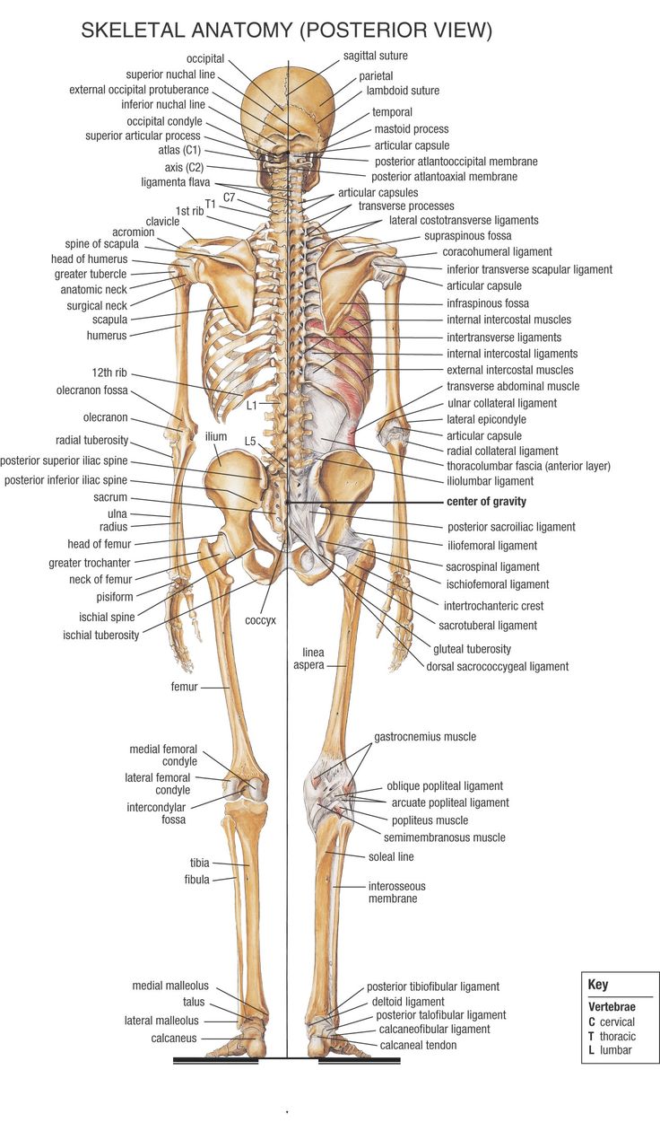 Best 25+ Skeletal System Ideas On Worksheets Samples