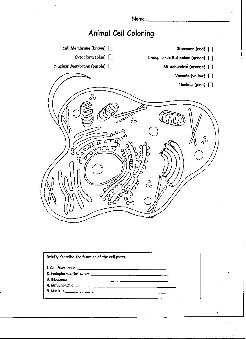 Blank Plant Cell Diagram