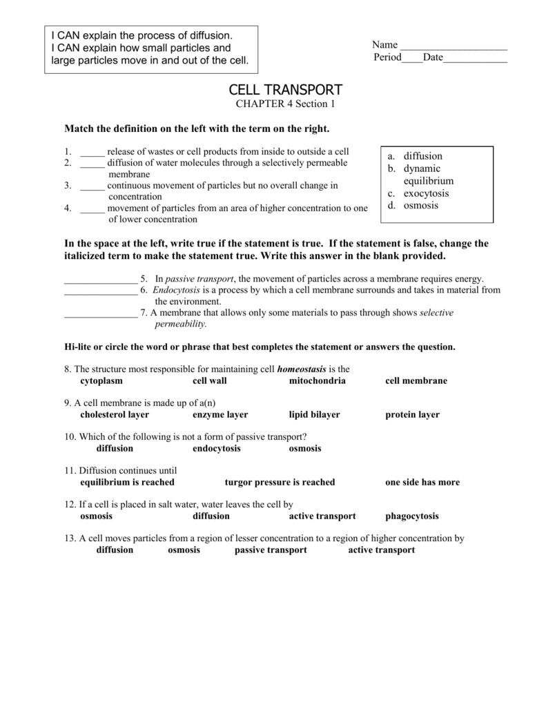 Cell Transport Worksheet