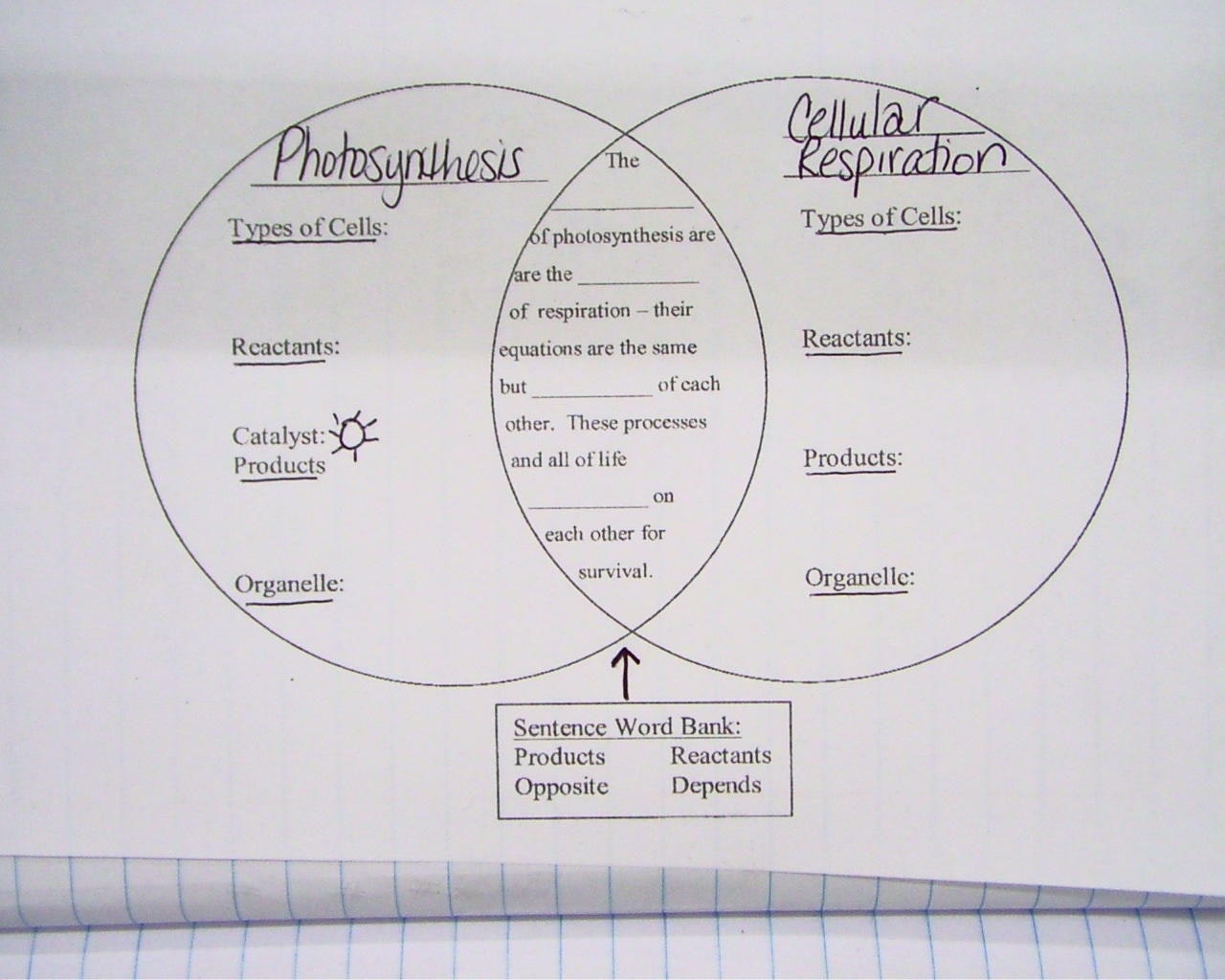 Cellular Respiration Diagram Worksheet Worksheets For All