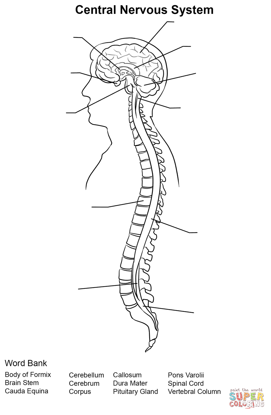 Central Nervous System Worksheet Coloring Page