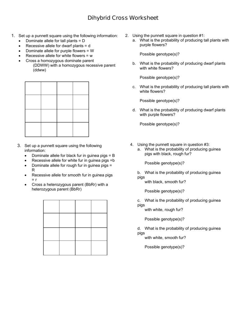 Dihybrid Cross Worksheet Answers