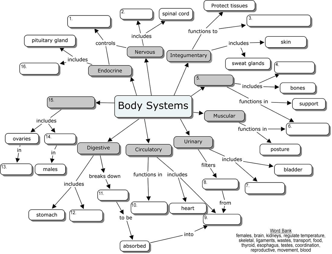 Human Body Organ Systems Worksheet