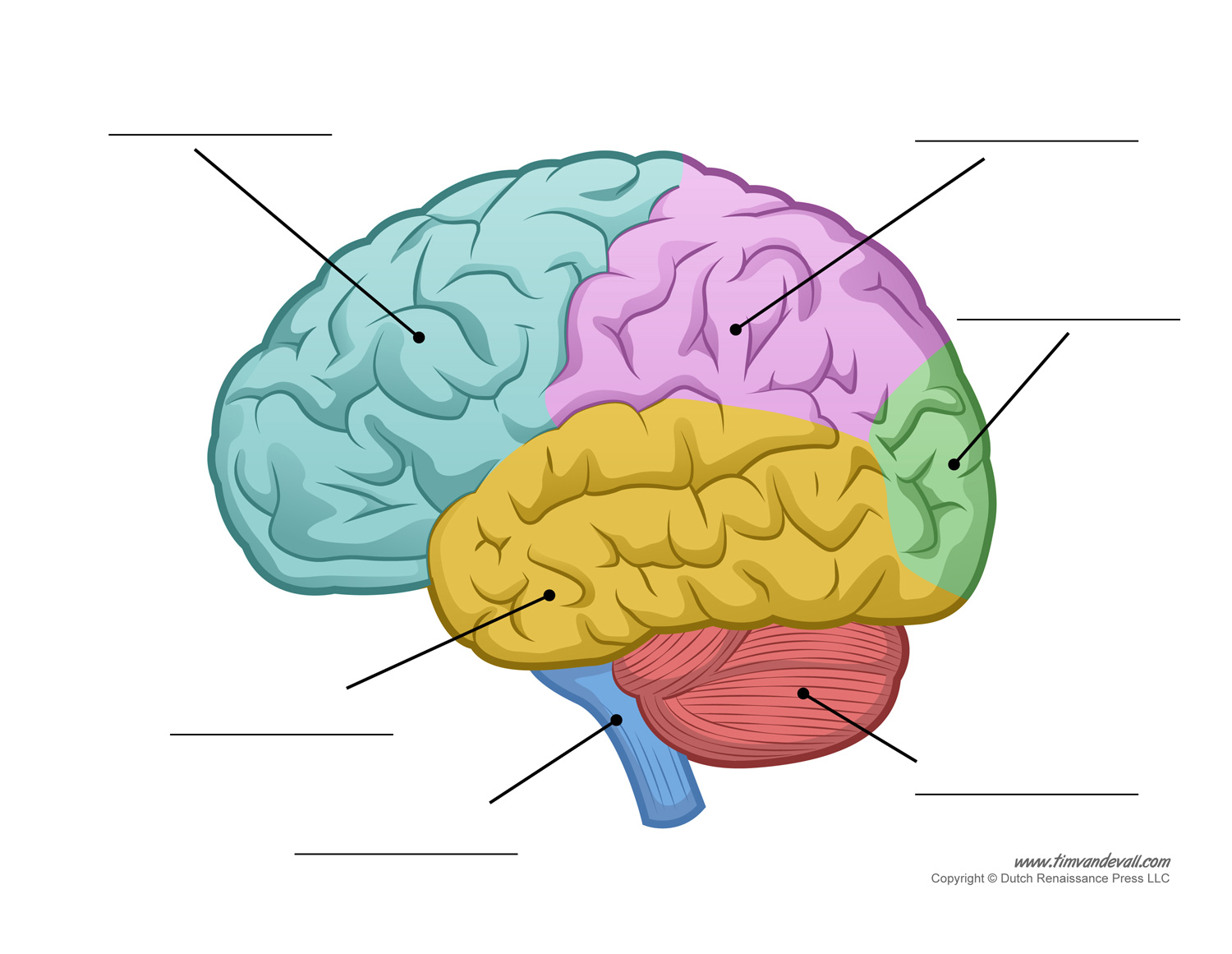 Human Brain Diagram