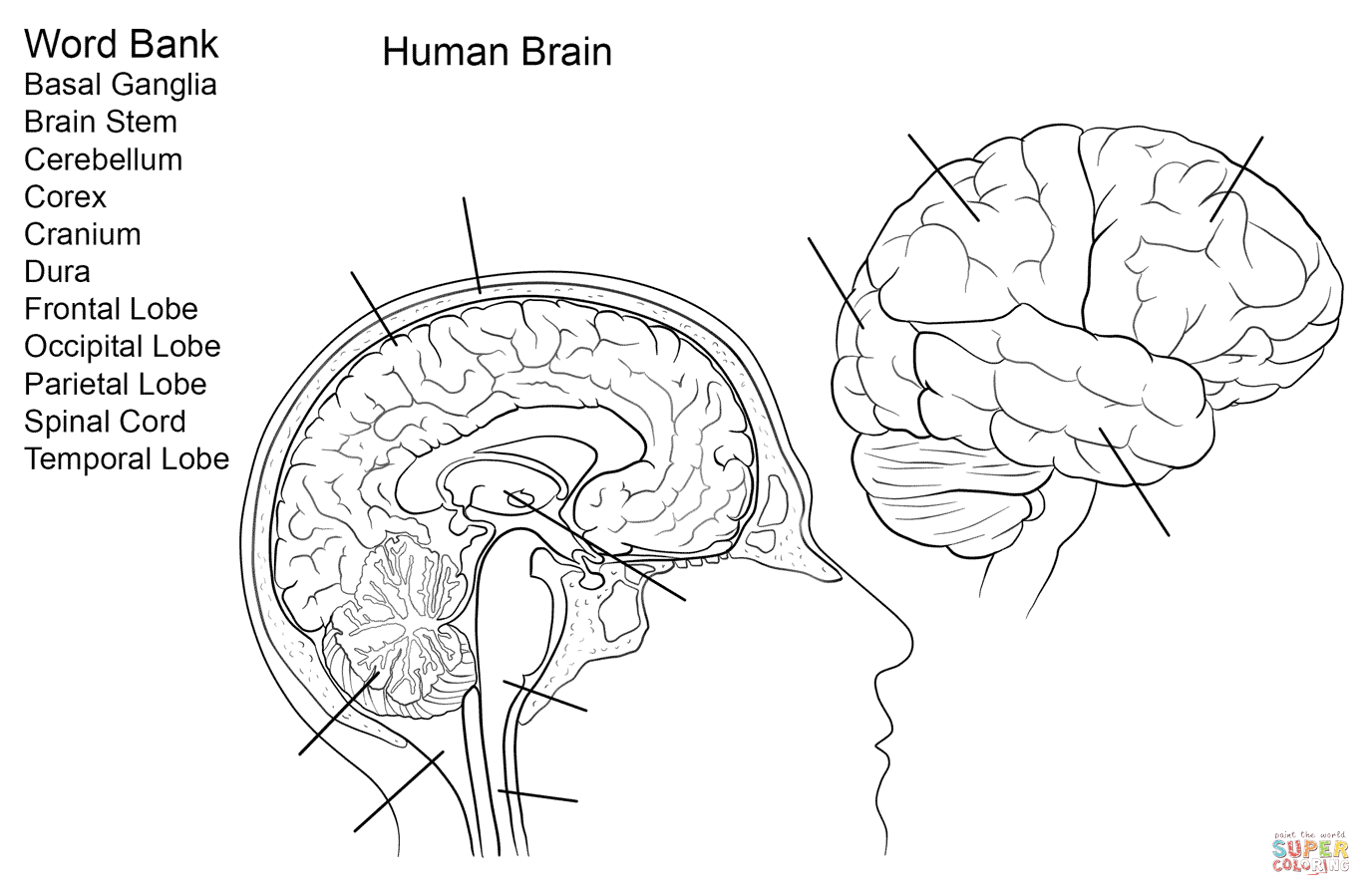 Human Brain Worksheet Coloring Page