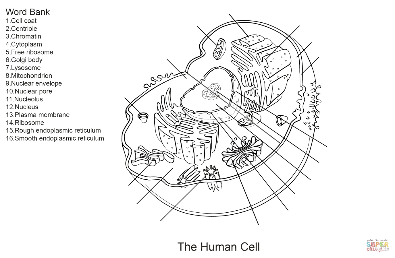 Human Cell Worksheet Coloring Page