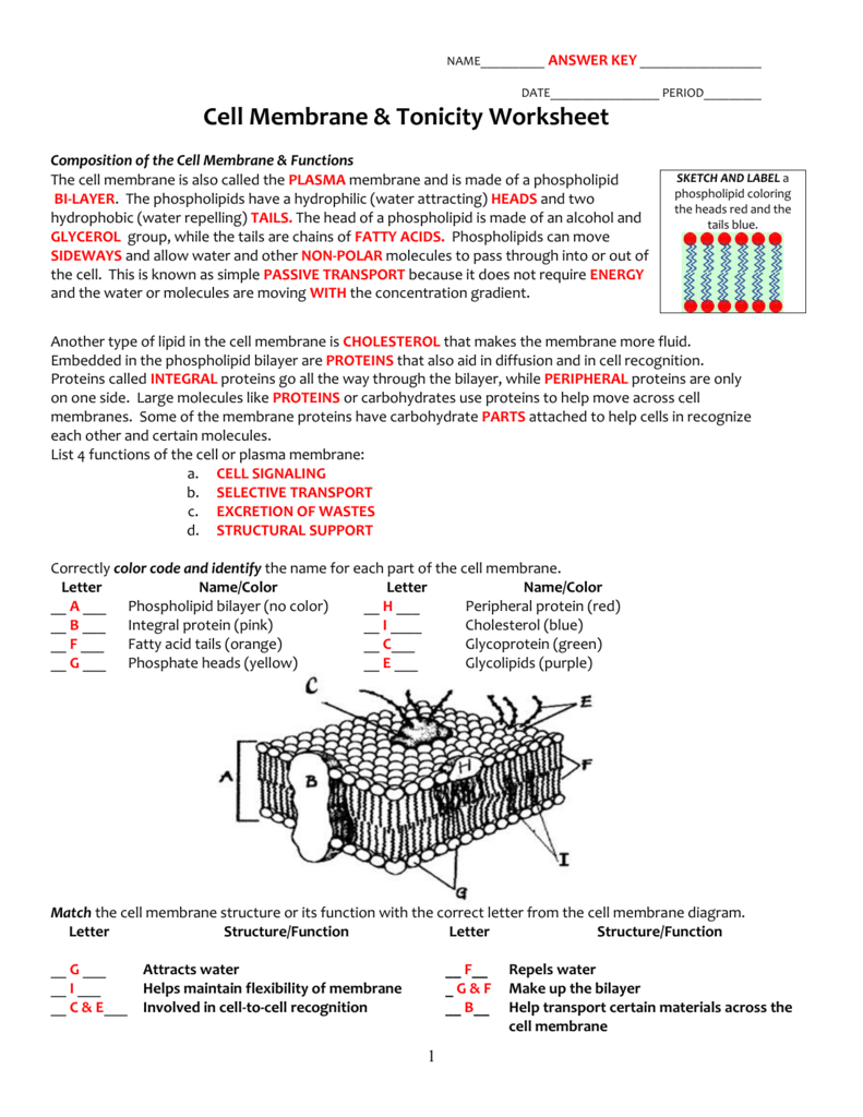 Image Result For Cell Membrane Worksheet