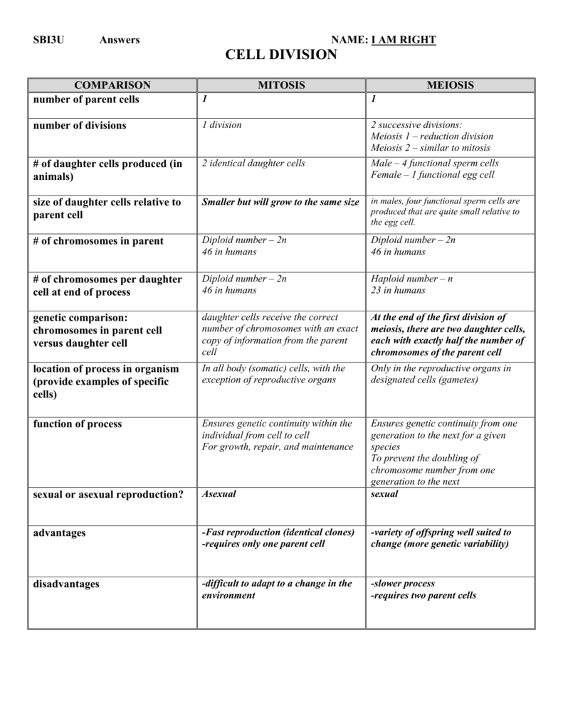 Mitosis And Meiosis Worksheet Key