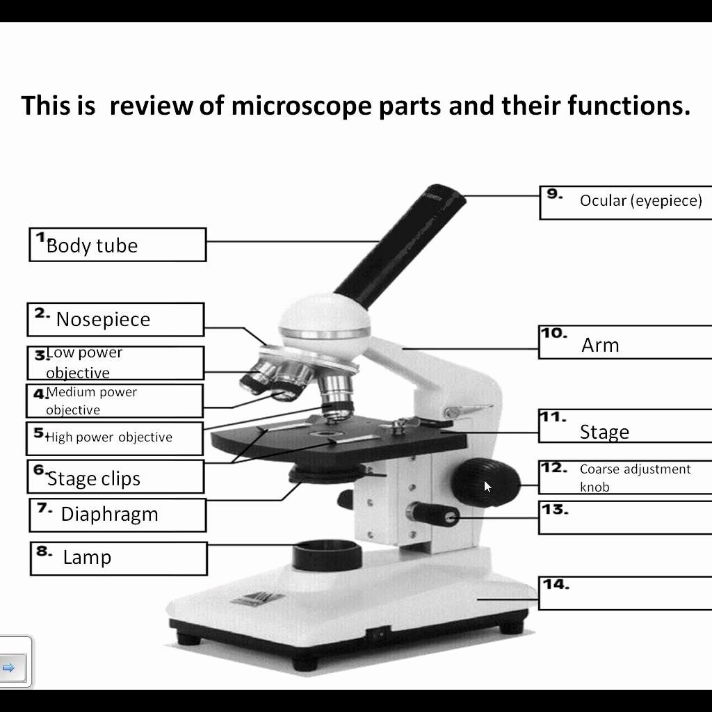 Parts Of A Microscope Worksheet Answers Pdf